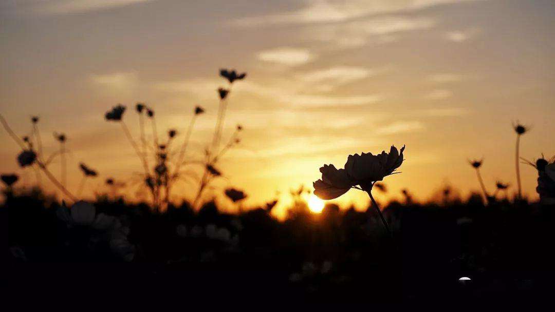 晨曦微光中的忧思,梦解掉发之谜,祈愿家宅安康 晨曦微光中的忧思,梦解掉发之谜,祈愿家宅安康