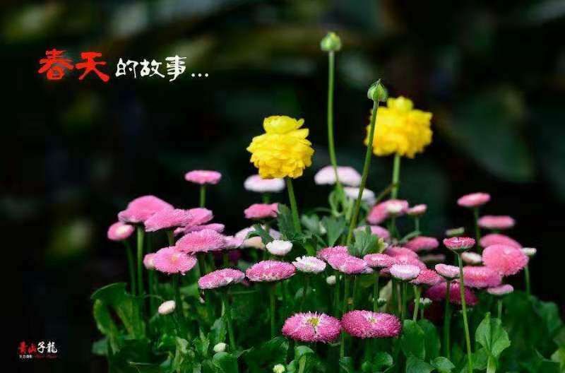 《春天的故事》 文/问天怜徒(江西)【冰心文化传媒】