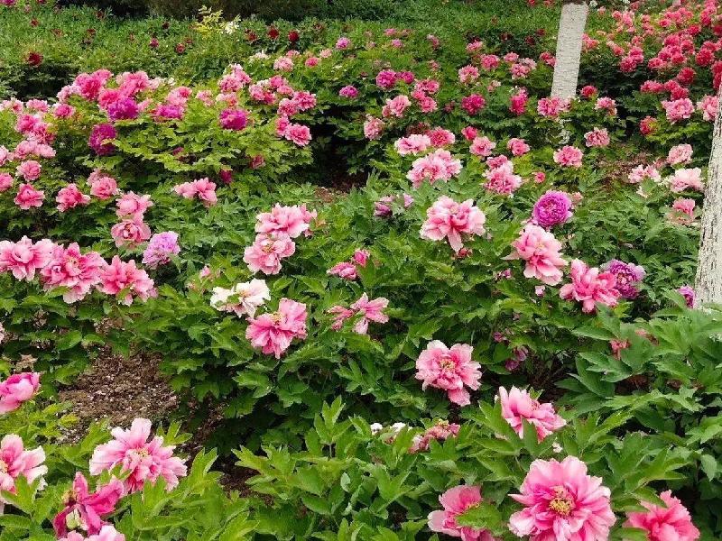 mmexport1586663484975.