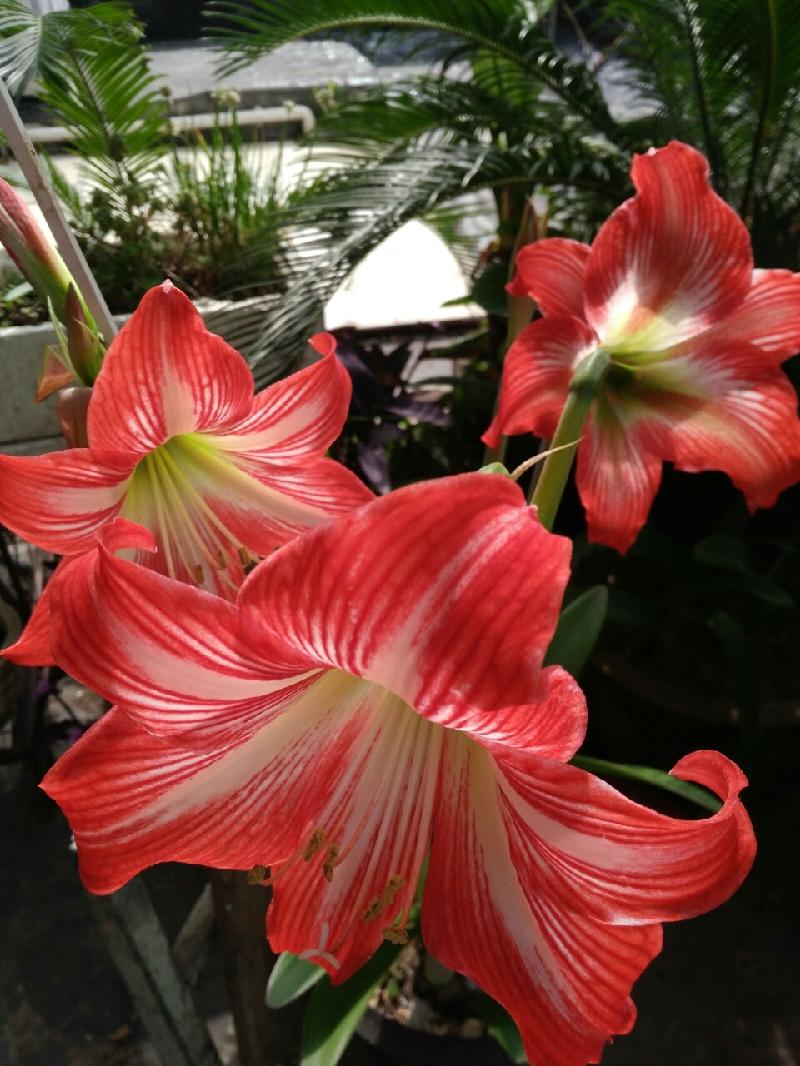 mmexport1589248927575.