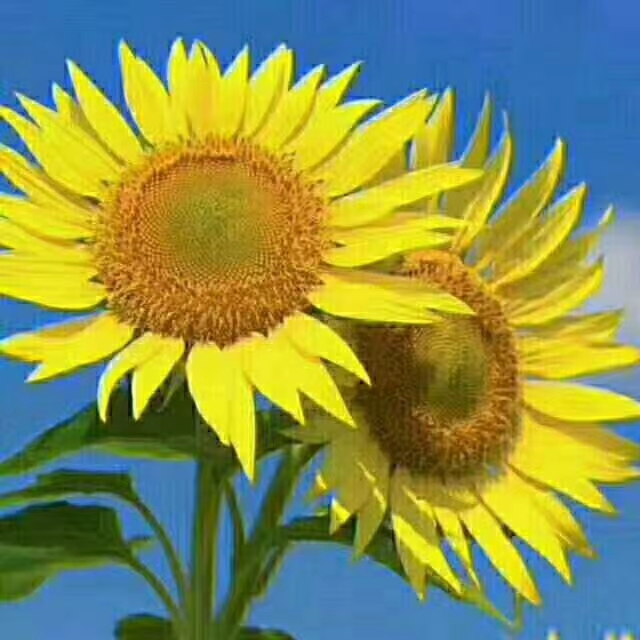 mmexport1598192860096.