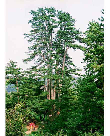 1599096604835073267.jpg timg.jpg