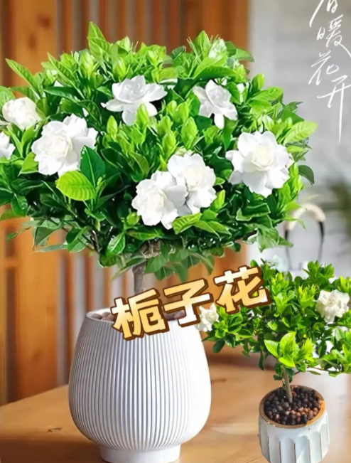 185506262.png image.png