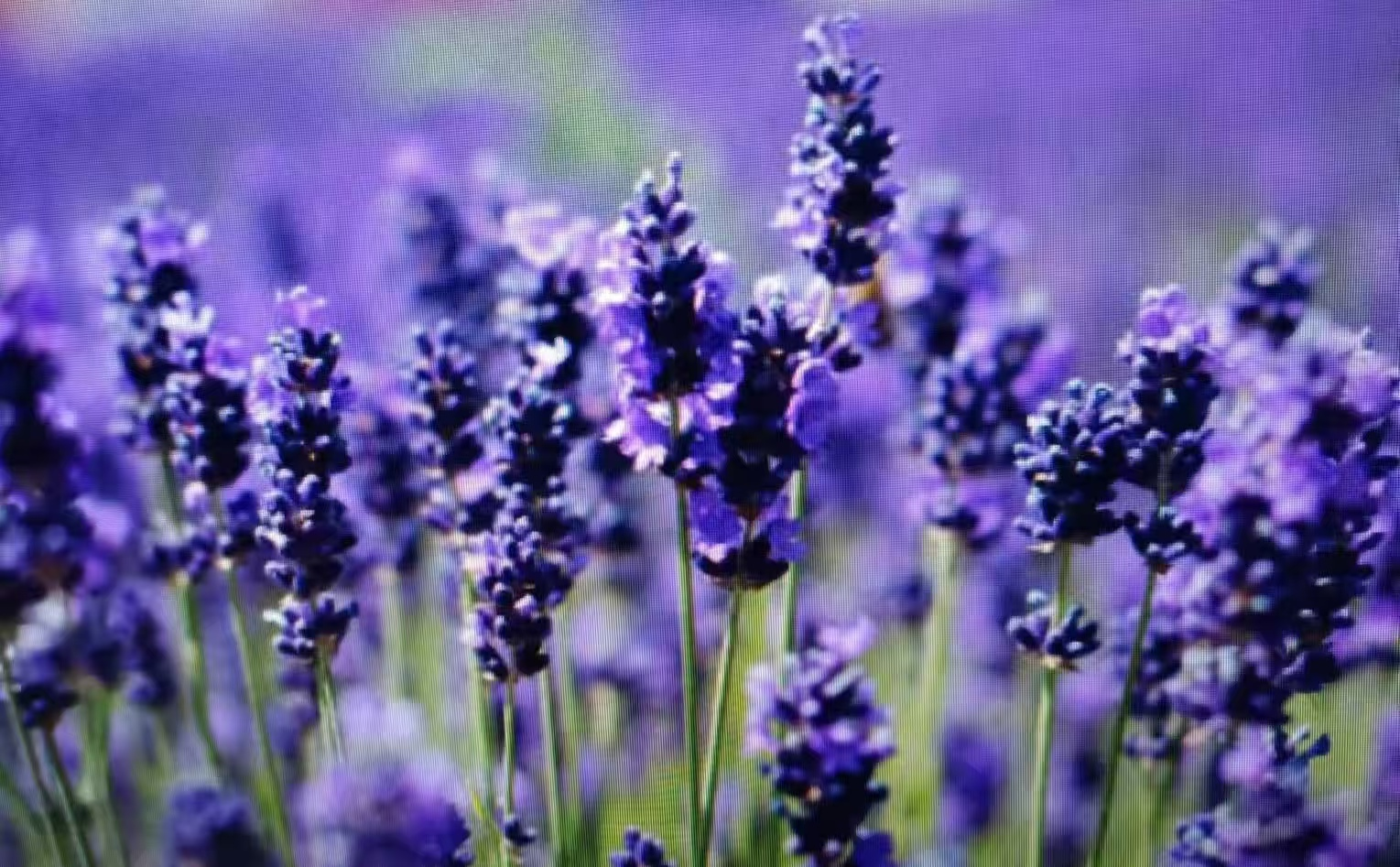 184703180.png image.png
