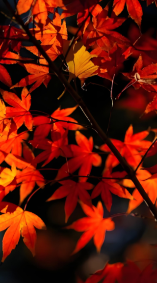 061408651.png image.png