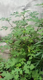 9b0319281538f199dd8df00f2535922.png