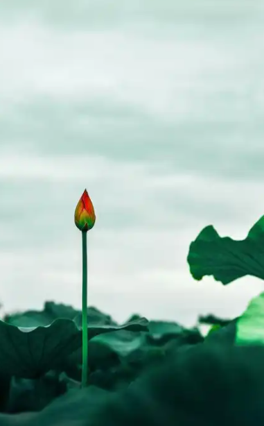 203709145.png image.png