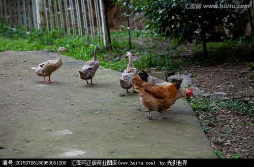 鸡鸭成群.jpg