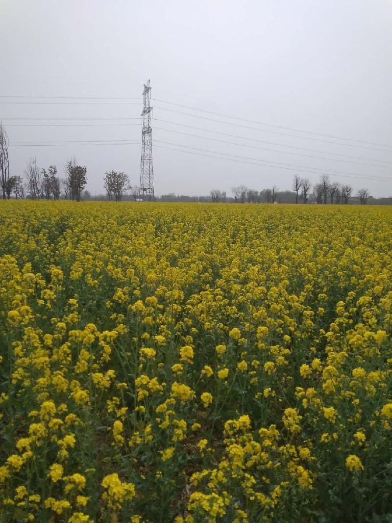 mmexport1585397793589.