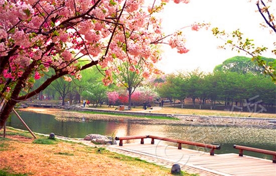 224413yk2dwtm66she62lt.