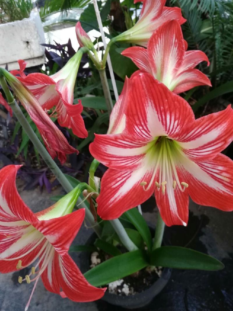 mmexport1589248946067.