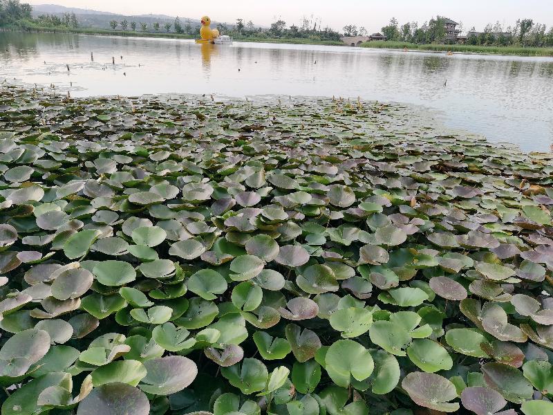 IMG_20200614_190023.