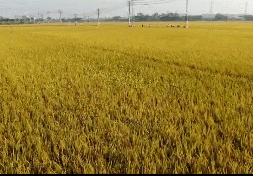 1601450500042063053.gif timg (41).gif