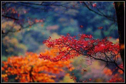 1603800092908010627.jpg timg (7).jpg