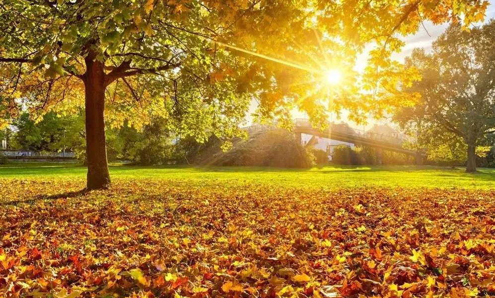 1607236330192007067.png 9f1f95a4636581accc4d9b60353c54e.png