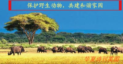 D:\Documents and Settings\Administrator\u5997岄潰\u93c2板缓鏂囦欢澶筡姝︽眽\u6dc7濇姢鍔ㄧ墿.jpg