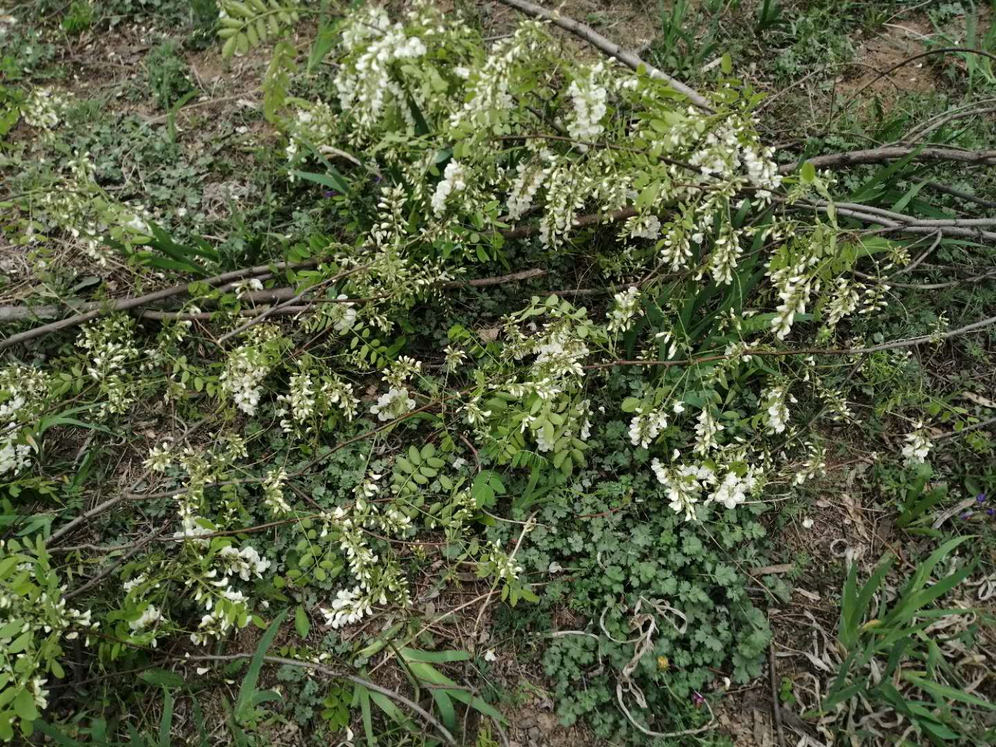 1587300735685038559.png image.png