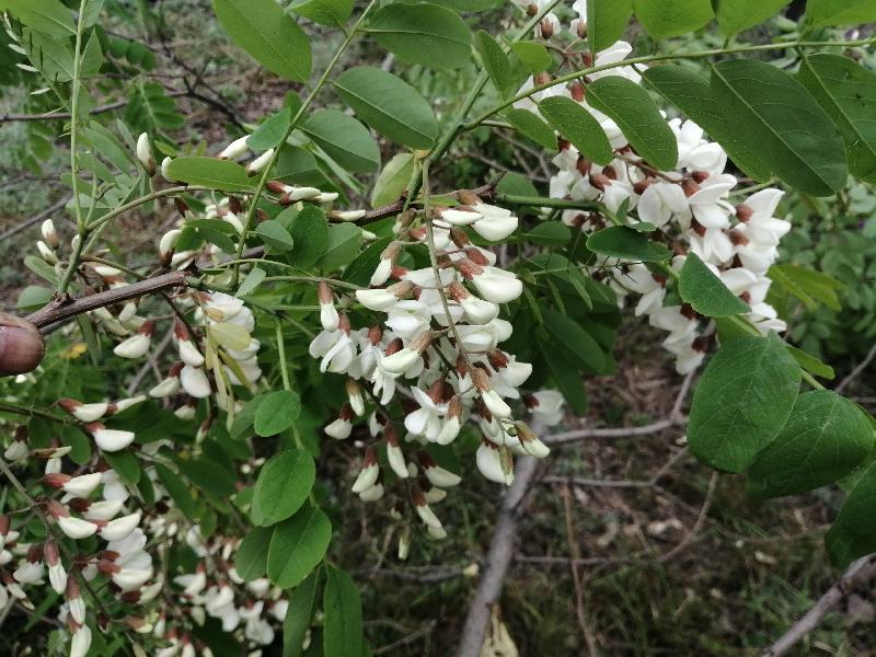 IMG_20200418_092937.