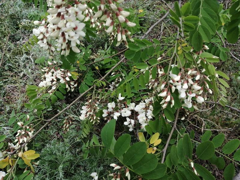 IMG_20200418_092941.