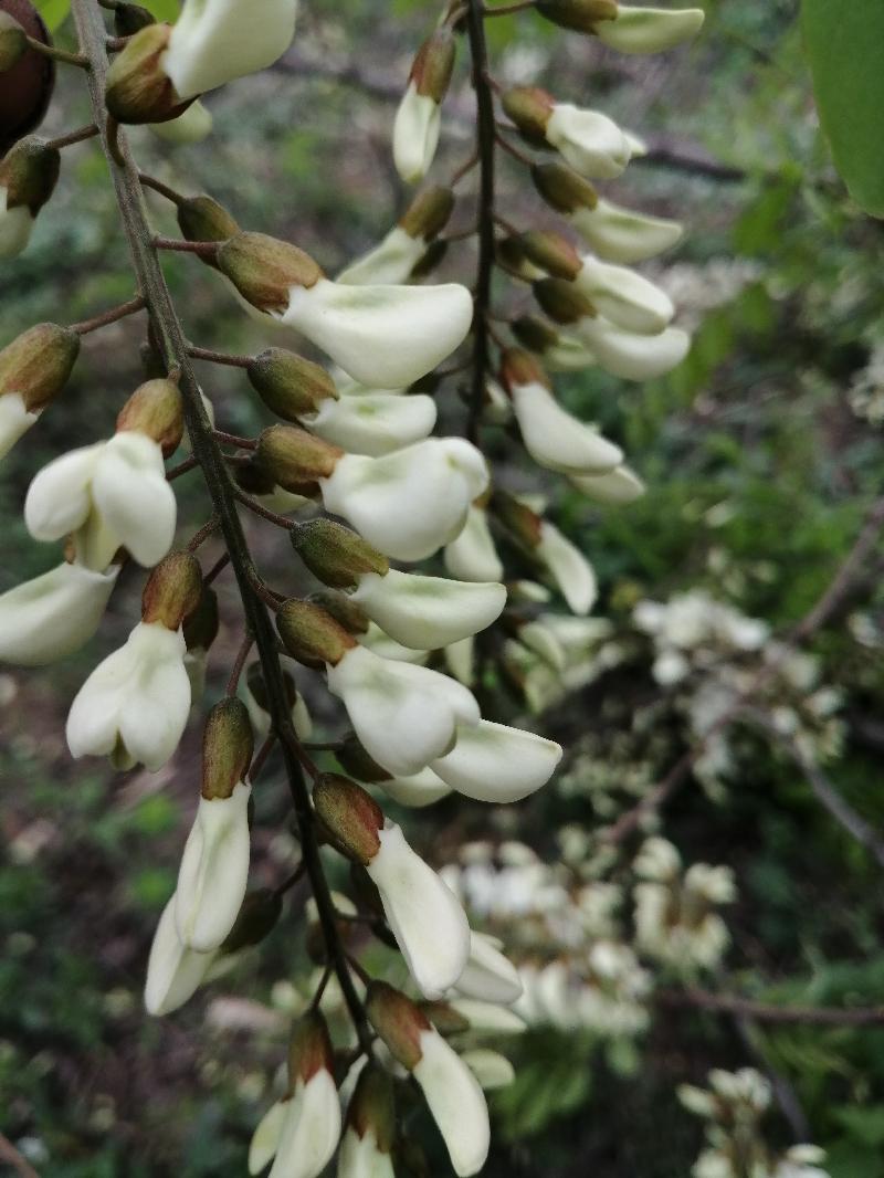 IMG_20200418_101004.