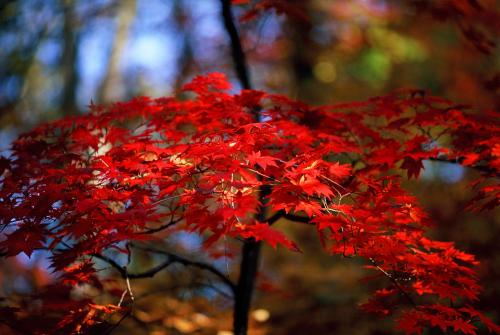 1607236950869030687.jpg u=3850432554,891785514&fm=26&gp=0.jpg