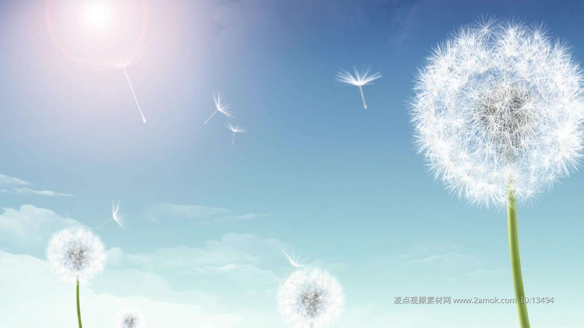 唯美蓝天蒲公英浮动种子飞舞温馨浪漫画面植物生长LED背景视频素材舞台背景,晚会年会舞台背景下载,高清1920X1080视频素材下载,凌点视频 ...