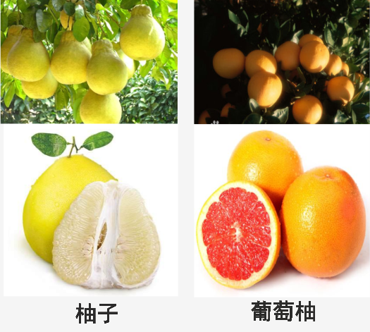 1601654482223069343.png 39820edd4a9de496f45348c1dcc0212.png