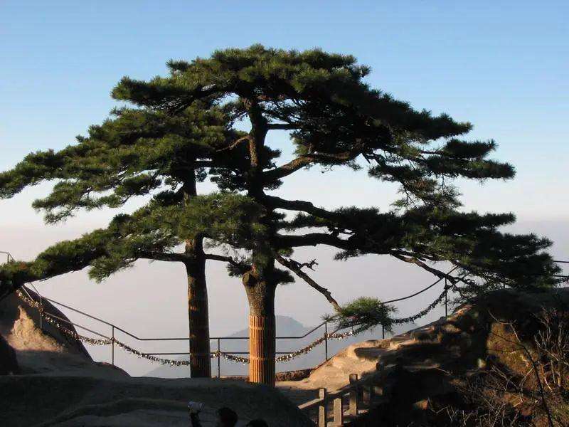 1603619091365006260.jpg timg (7).jpg