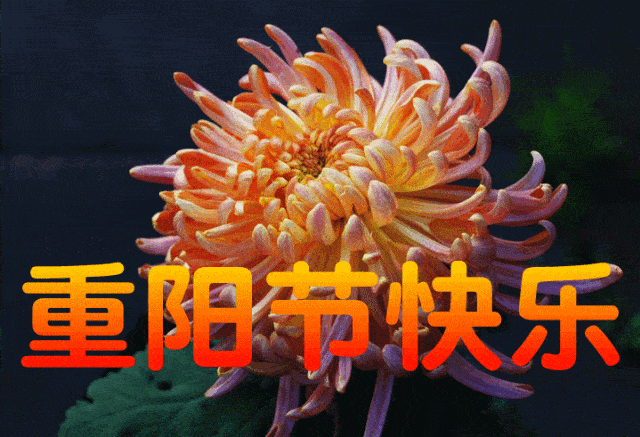 1603623930596008843.gif timg (20).gif