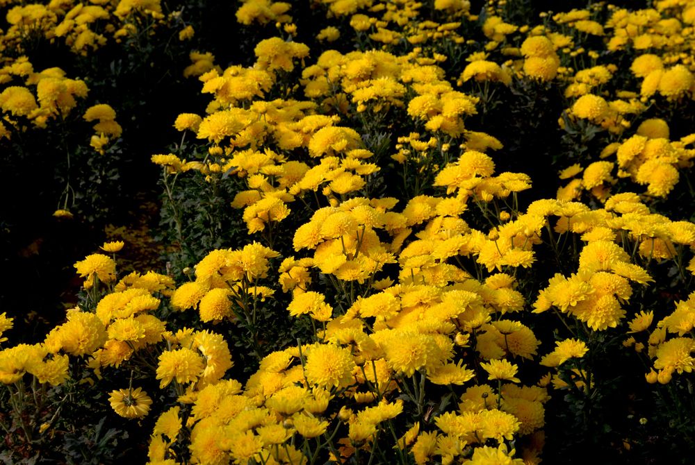 1603623397254098896.jpg timg (2).jpg