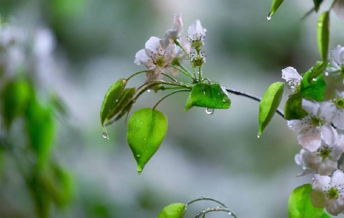 玉容寂寞泪阑干，梨花一枝春带雨 … ”