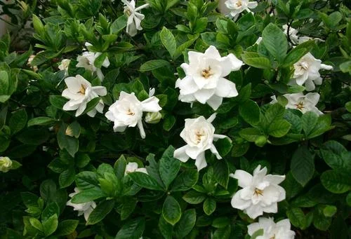 t01c52213230a473f78.