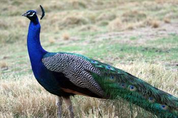 1617932346793031796.jpg src=http_%2F%2Fd.img.youboy.com%2F20113%2F4%2F7%2Fg0%2Fg0_11617917.jpg_350_250&refer=http_%2F%2Fd.img.youboy.jpg