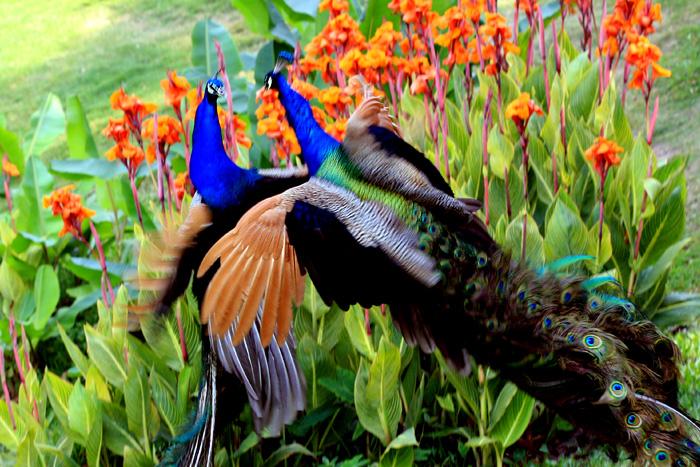 1617932470419075758.jpg src=http_%2F%2Fimg1001.pocoimg.cn%2Fimage%2Fpoco%2Fworks%2F25%2F2009%2F0512%2F20%2F7989723200905122003402051477237148_010_7989723.jpg&refer=http_%2F%2Fimg1001.pocoimg.jpg