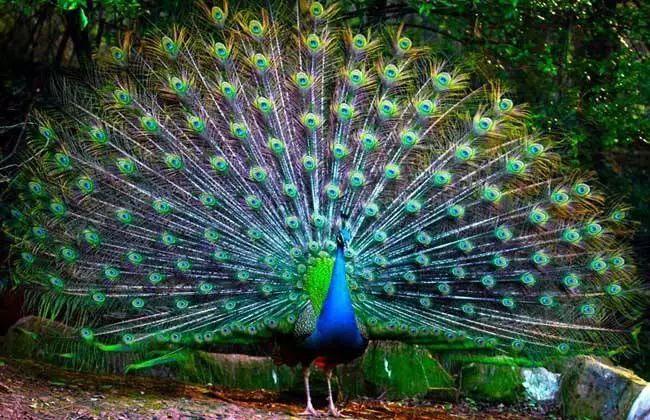 1617932174509023721.jpg src=http_%2F%2F5b0988e595225.cdn.sohucs.com%2Fimages%2F20180721%2F806b9c968bb94c0bb9ad2ef9f225e27d.jpeg&refer=http_%2F%2F5b0988e595225.cdn.sohucs.jpg