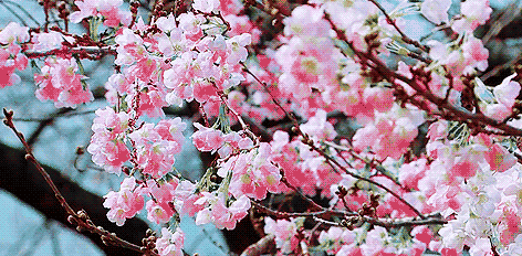 mmexport61b8cc21bf74c84ae8835976a39b33f7_1618137764877.