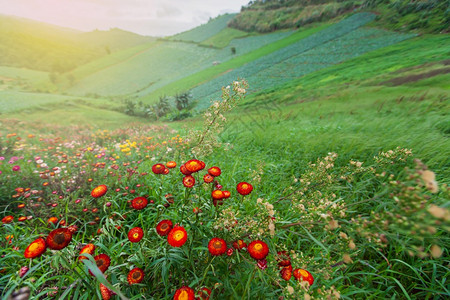 古风菊花图片_古风菊花素材_古风菊花高清图片_摄图网图片下载_第298页