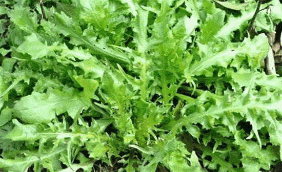 1616232880564074436.gif src=http_%2F%2F5b0988e595225.cdn.sohucs.com%2Fq_70,c_zoom,w_640%2Fimages%2F20180403%2Fbecdb5f26e9c4bae957858d8a4c4b6bc.gif&refer=http_%2F%2F5b0988e595225.cdn.sohucs.gif