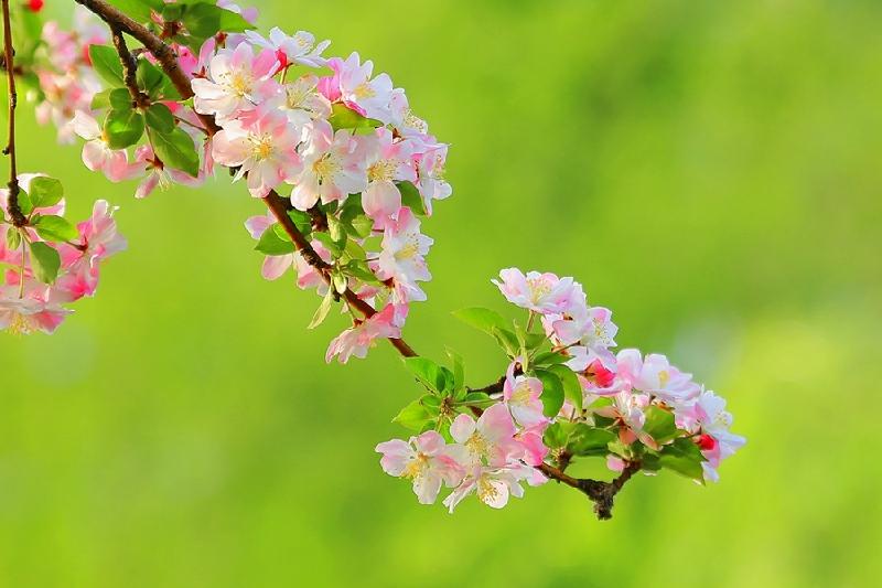 img.pconline.com-14.