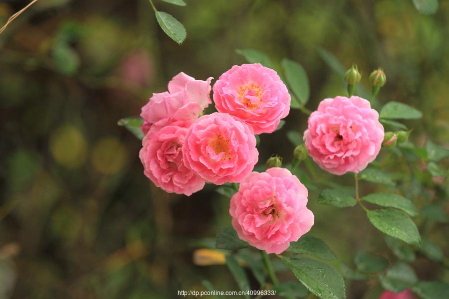 src=http_%2F%2Fimg.pconline.com.cn%2Fimages%2Fupload%2Fupc%2Ftx%2Fphotoblog%2F1705%2F12%2Fc13%2F46777882_1494593618523_mthumb.jpg&refer=http_%2F%2Fimg.pconline.com (1).jpg