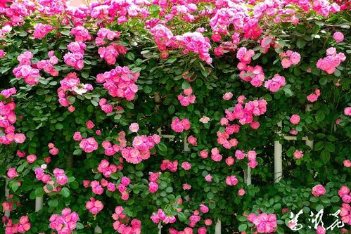 蔷薇花2