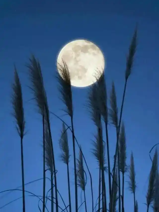 113207666.png image.png