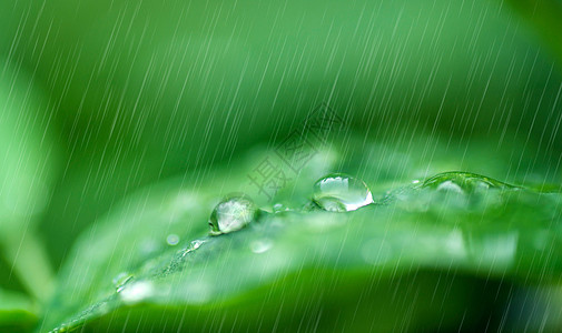春雨图片_春雨素材_春雨高清图片_摄图网图片下载