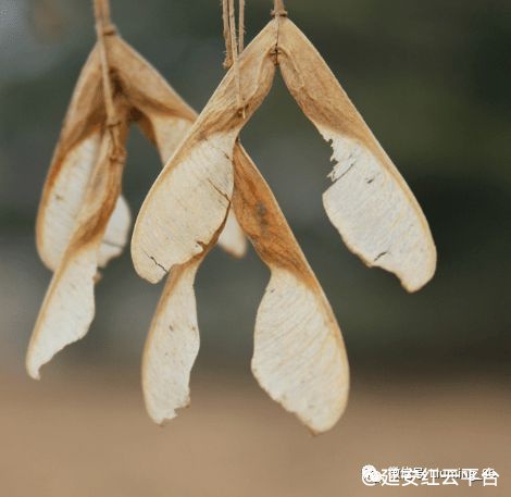 663f08233be04.png 663f08233be04.png