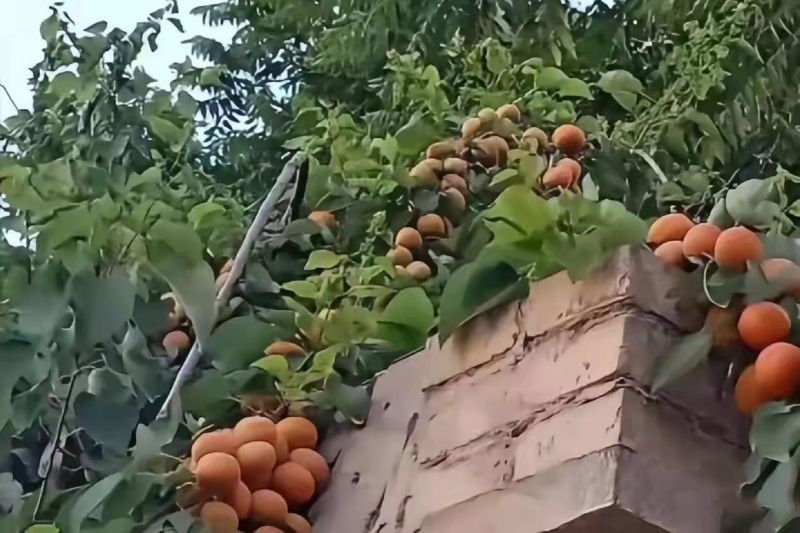 邻家杏树3_副本