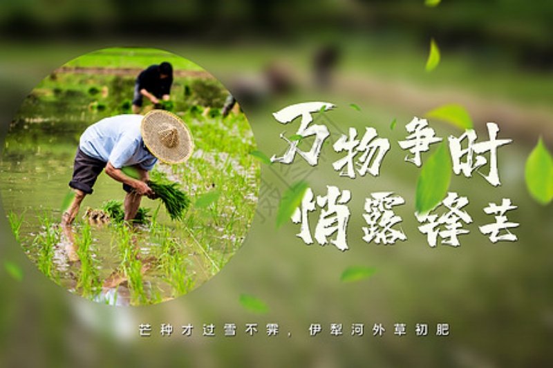芒种吟1_副本