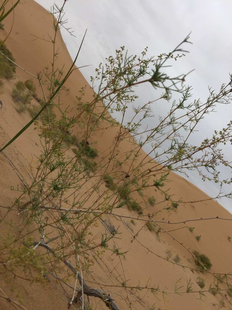 简篇-穿宁夏越内蒙——匆匆旅记第二天