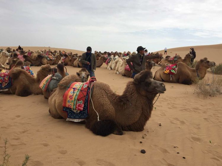 简篇-穿宁夏越内蒙——匆匆旅记第二天