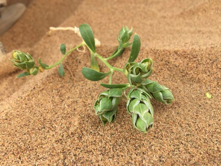 简篇-穿宁夏越内蒙——匆匆旅记第二天