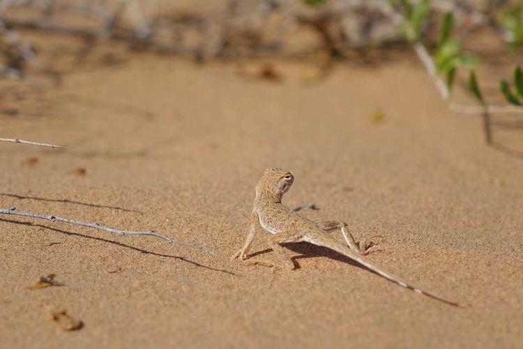 简篇-穿宁夏越内蒙——匆匆旅记第二天